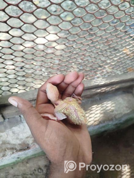 লাভ বার্ড পাখি