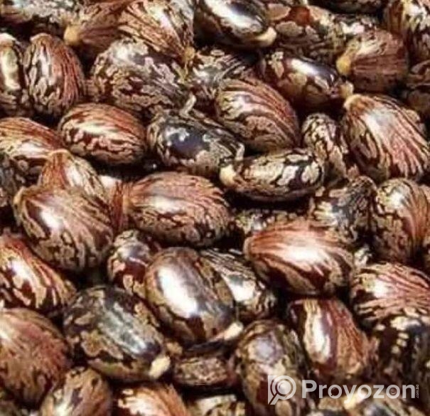 ভেন্না বীজ