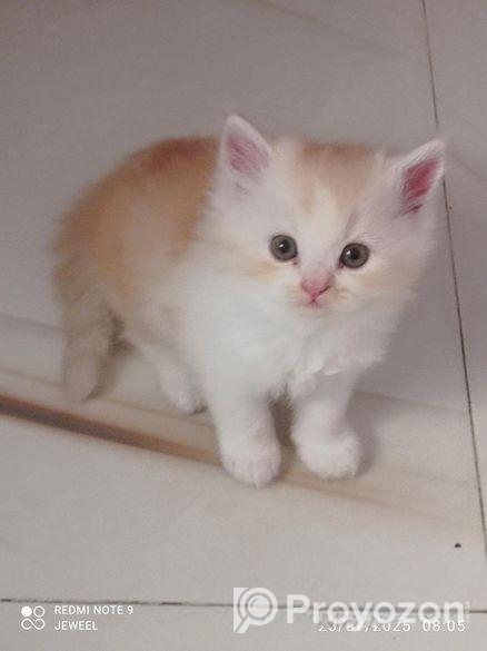 Top Quality Grijel Baby