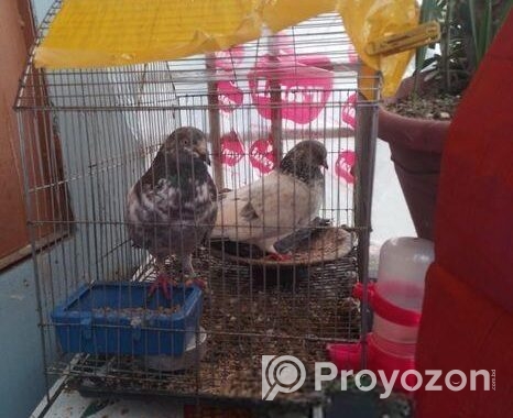 Kobutor For Sale