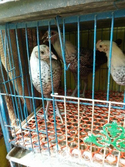 ফাওমি মুরগী