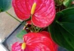Anthurium gass