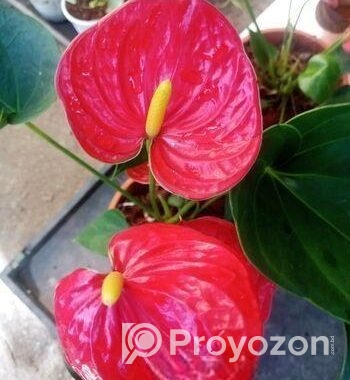 Anthurium gass