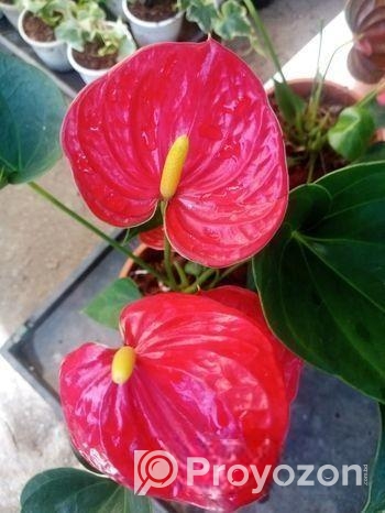 Anthurium gass