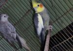 Running pakhi hatbodol hobe.cocateil, love bird, jp bajriger