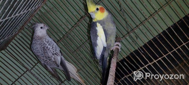 Running pakhi hatbodol hobe.cocateil, love bird, jp bajriger