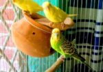 বাজিগর পাখি