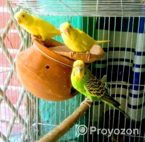 বাজিগর পাখি