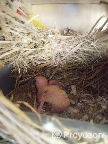 লাভ বার্ড পাখি