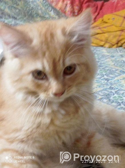 Top Quality Grijel Baby