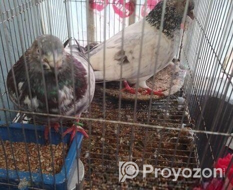 Kobutor For Sale