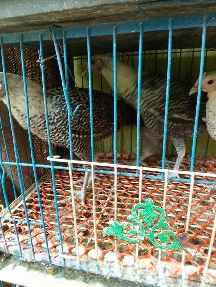 ফাওমি মুরগী