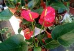Anthurium gass