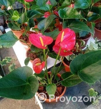 Anthurium gass