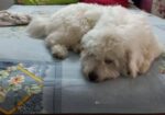 Dog Lasa