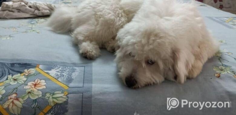 Dog Lasa