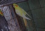 Running pakhi hatbodol hobe.cocateil, love bird, jp bajriger
