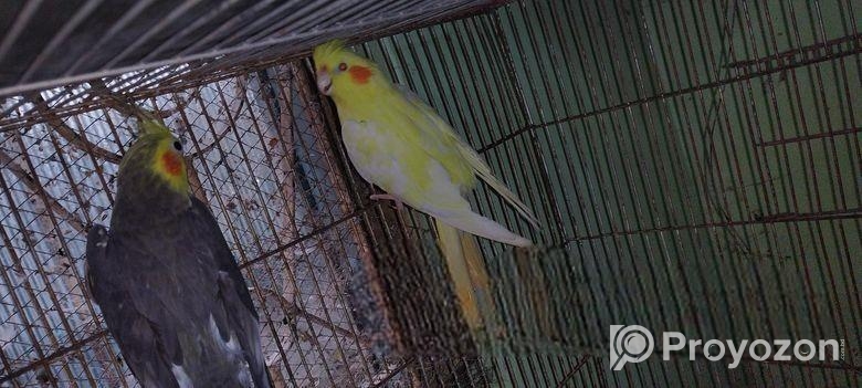 Running pakhi hatbodol hobe.cocateil, love bird, jp bajriger