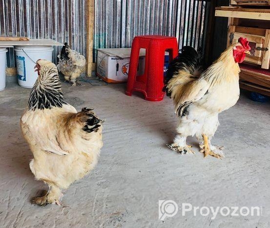 ব্রাহমা মুরগির ডিম বিক্রি হবে।