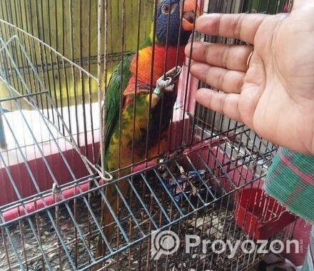 লরি পাখি