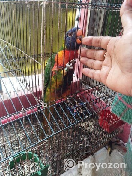 লরি পাখি