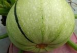 স্কোয়াস বীজ