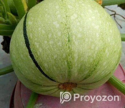 স্কোয়াস বীজ