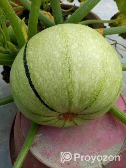 স্কোয়াস বীজ