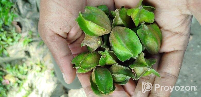 অর্জুন ফল