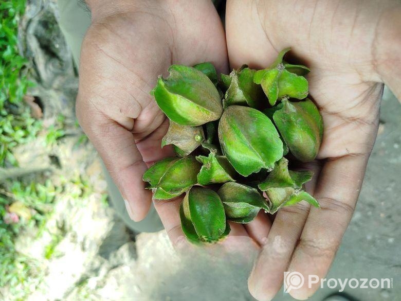 অর্জুন ফল