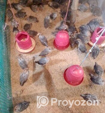 মিশরী ফাওমি