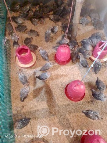 মিশরী ফাওমি