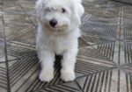 Dog Lasa