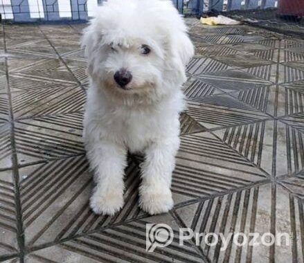 Dog Lasa
