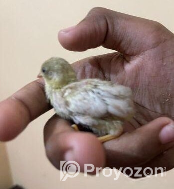 সেল কিং কোয়েল এর বাচ্চা