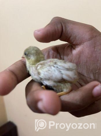 সেল কিং কোয়েল এর বাচ্চা