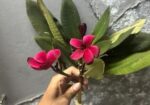 কাঠগোলাপ