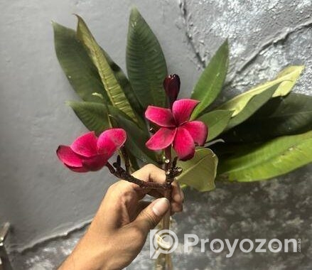 কাঠগোলাপ