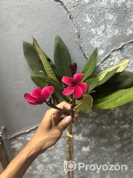 কাঠগোলাপ