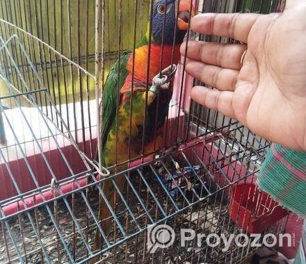 লরি পাখি