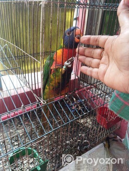 লরি পাখি