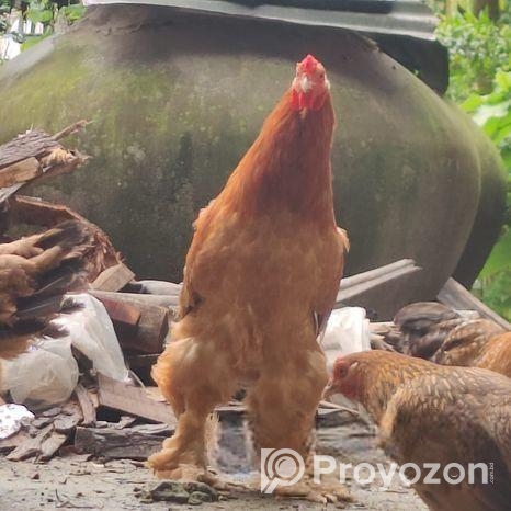 ব্রাহমা মুরগির ডিম বিক্রি হবে।