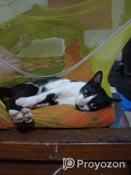 দেশি বিড়াল