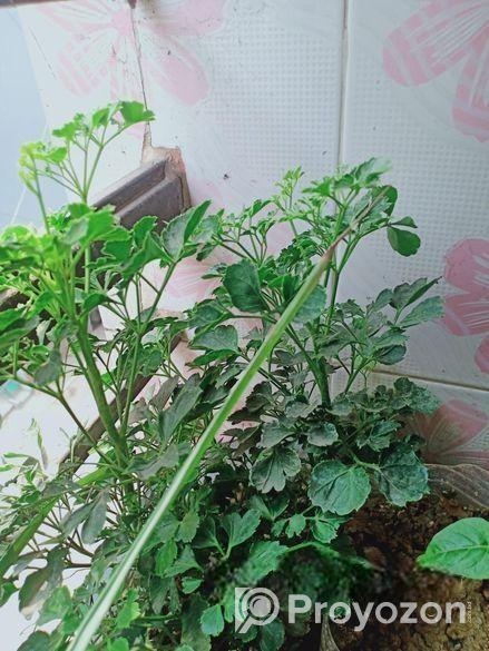 মাটি সহ গাছ