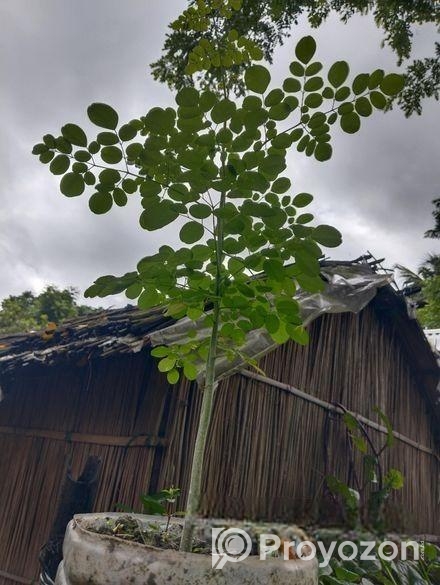 বারোমাসি সাজনা গাছ