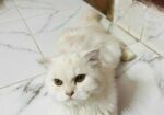 Parsian cat sell