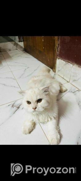 Parsian cat sell