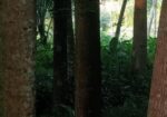 গাছ বিক্রি হবে। একাশি ও বেলজাম।