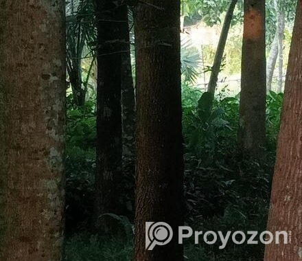 গাছ বিক্রি হবে। একাশি ও বেলজাম।