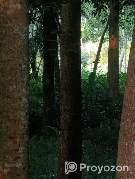 গাছ বিক্রি হবে। একাশি ও বেলজাম।